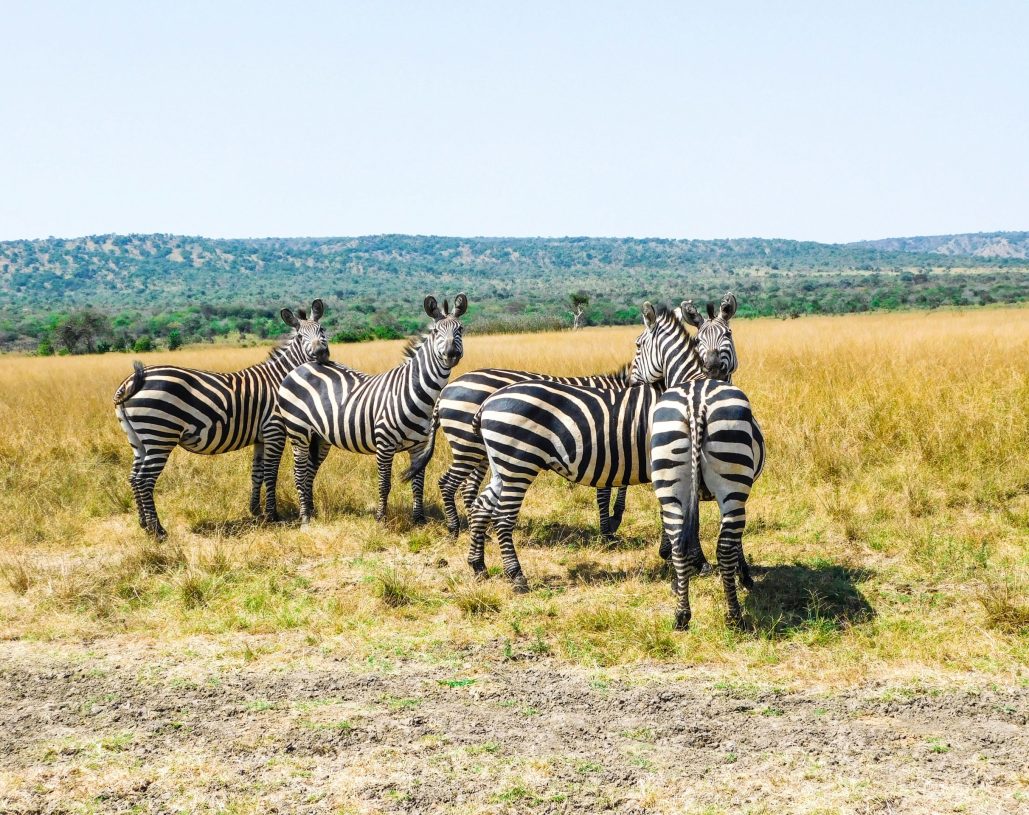 emmy-shingiro-ZcxyiZ_MJ6U-unsplash